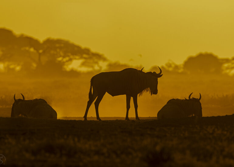 Wildebeest
