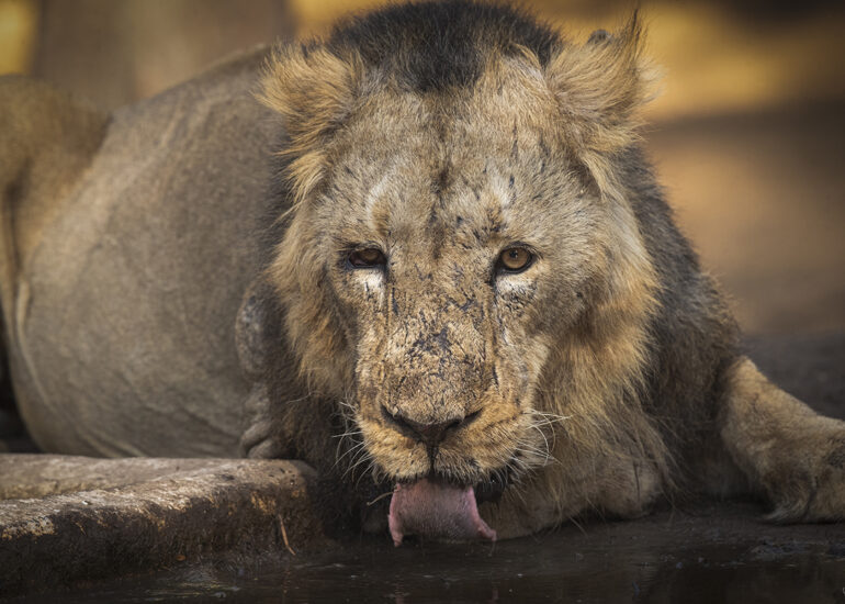 Asiatic Lion