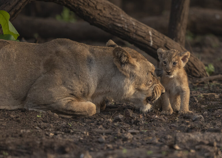 Asiatic Lioness and cub