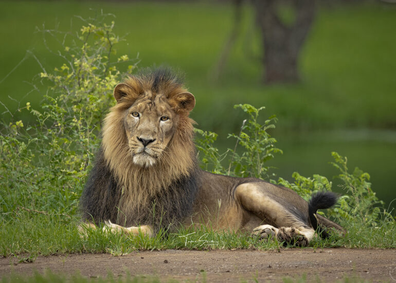 Asiatic Lion