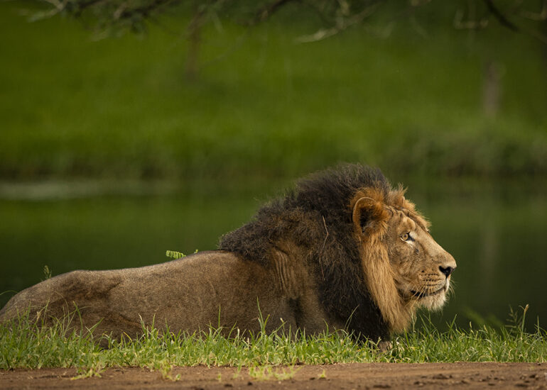 Asiatic Lion