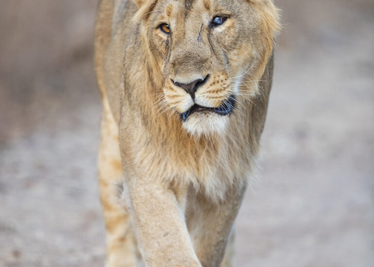 Asiatic Lion