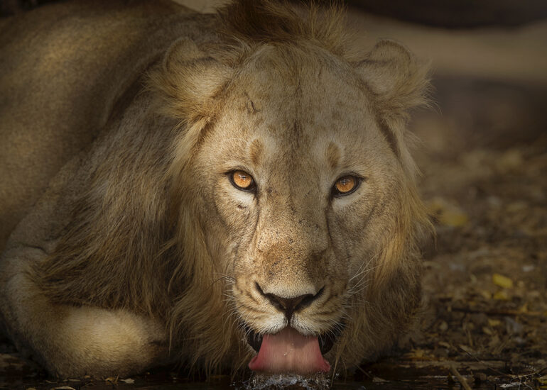 Asiatic Lion