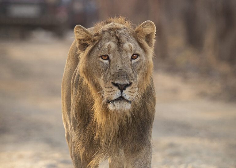 Asiatic Lion