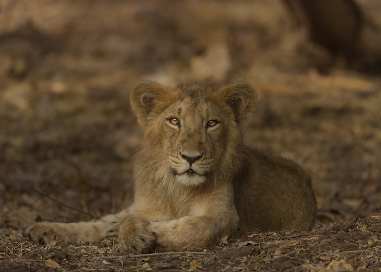 Asiatic Lion